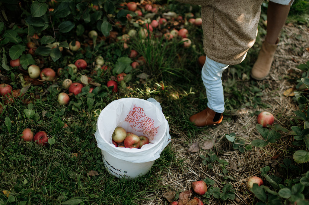 Little boy picking apples