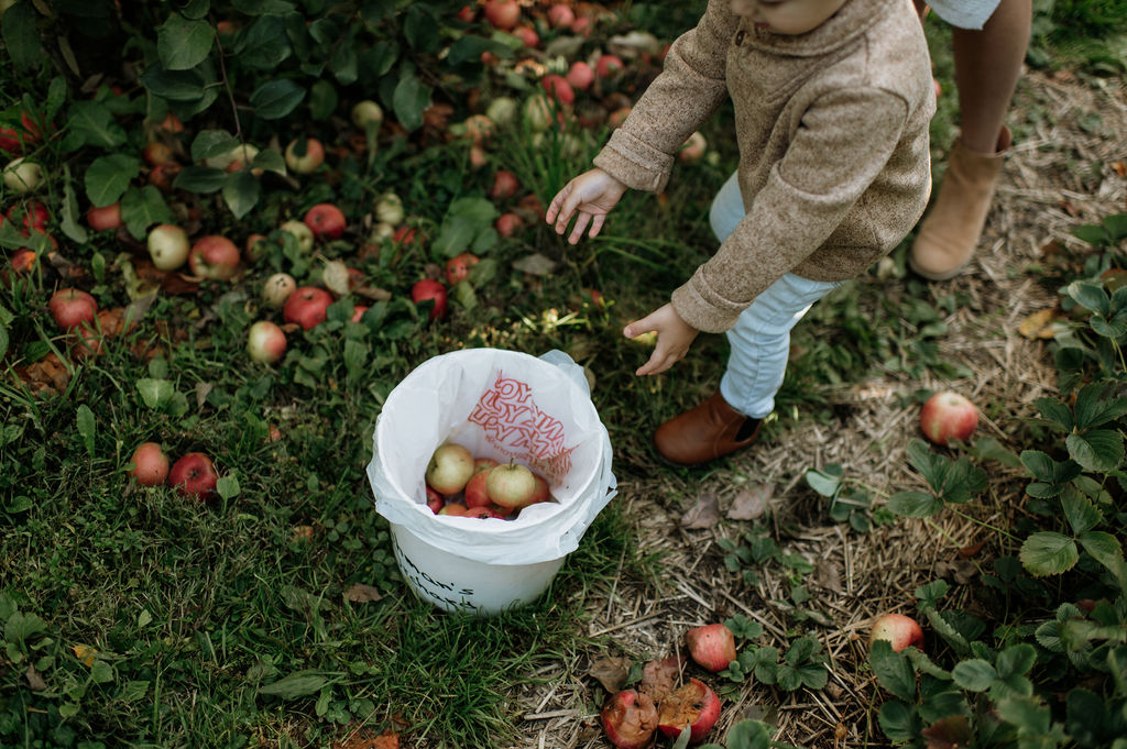 Little boy picking apples 