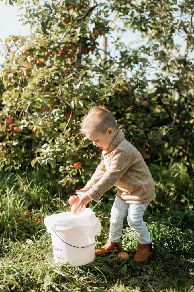 Little boy picking apples