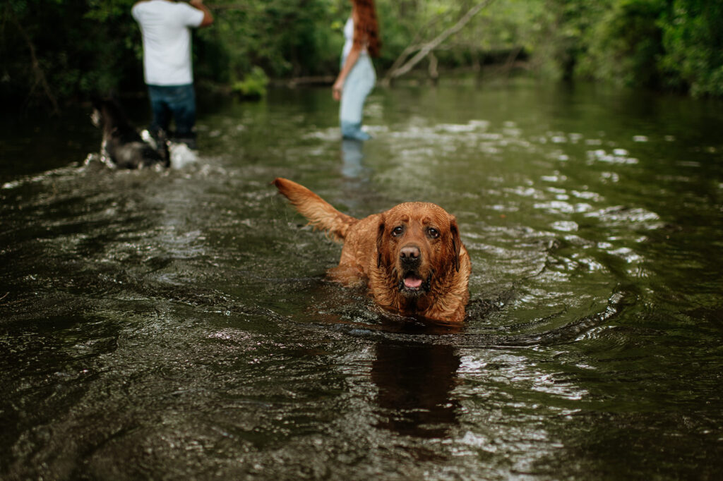 Couple and their two dogs playing in an Indiana creek