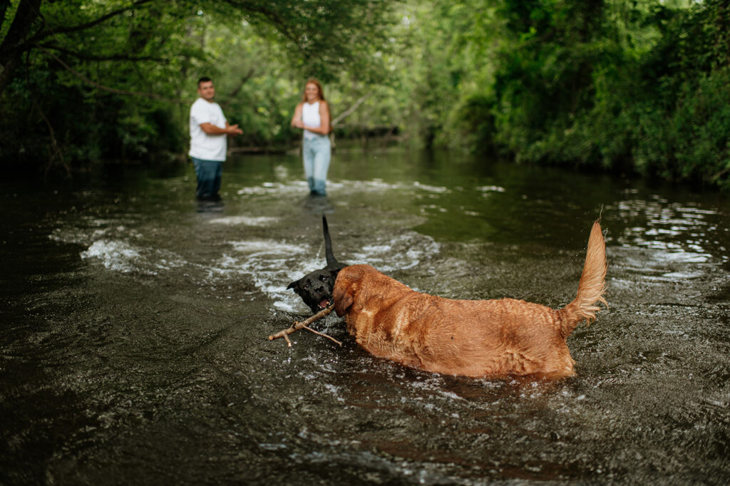 Couple and their two dogs playing in an Indiana creek