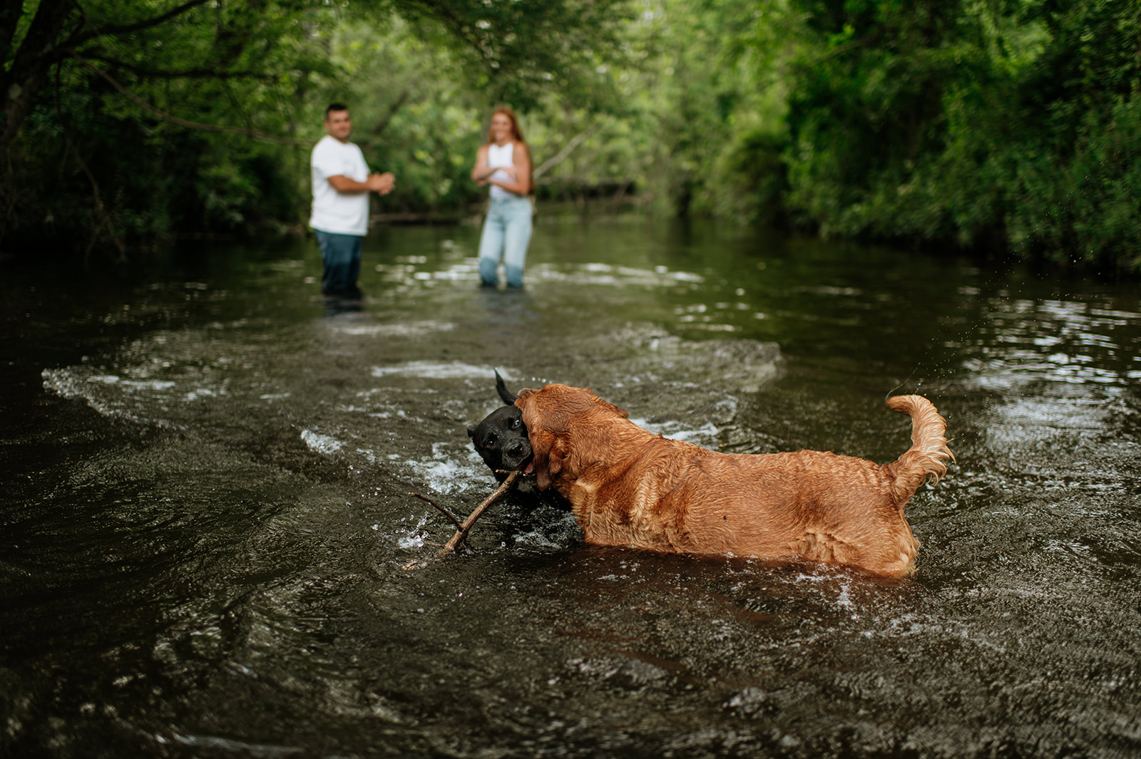 Couple and their two dogs playing inside of a Creek for their outdoor summer Indiana engagement photos