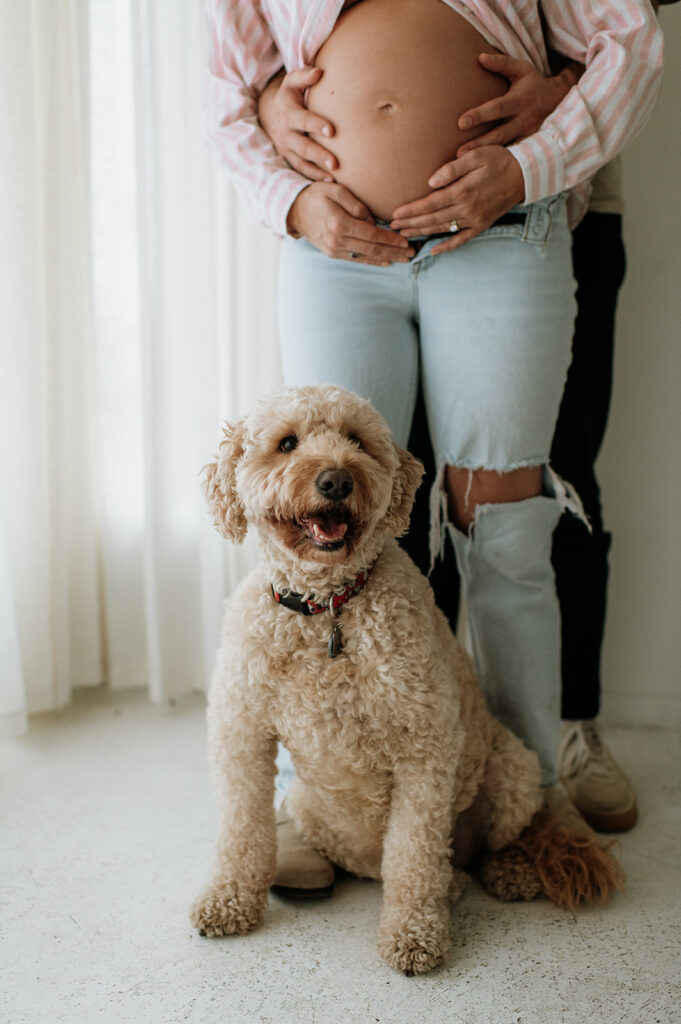 Close-up of a dog sitting in front of an expecting couple during an indoor maternity session.