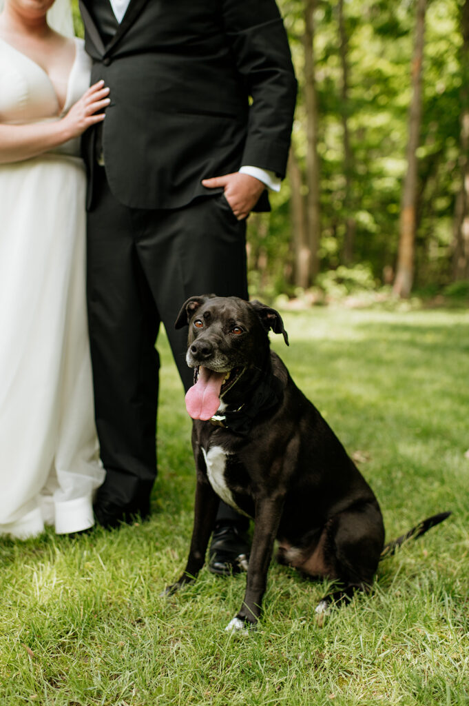 Close up shot of the bride and groom posing with their dog.